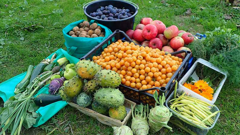 Choose Native and Seasonal Plants