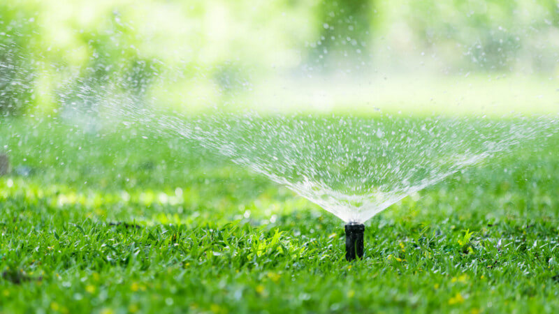 Use Natural Pest Control